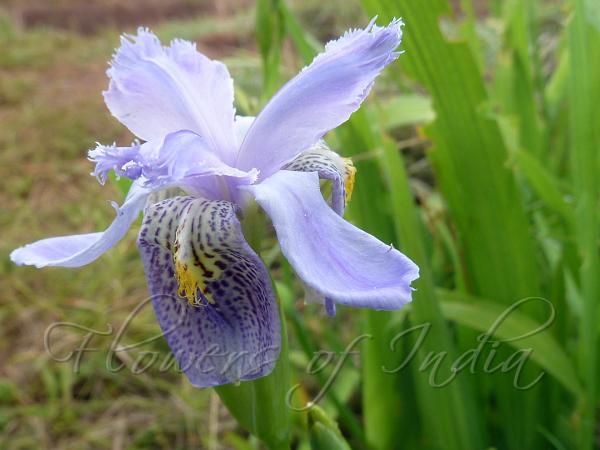 Shirui Iris