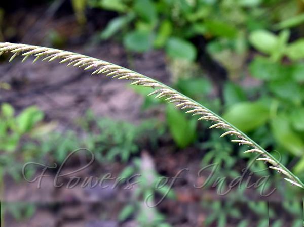 Shortleaf Lovegrass