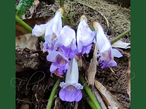 Showy Henckelia
