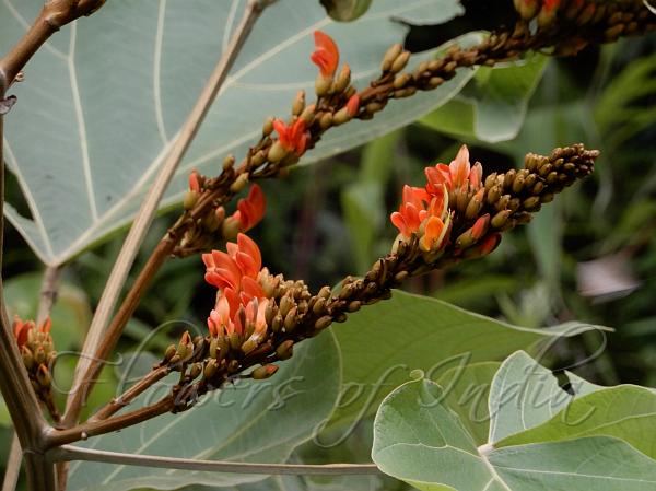 Shrub Butea