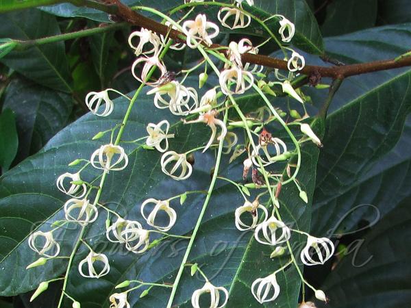 Shrub Sterculia