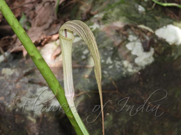 Siang Cobra Lily