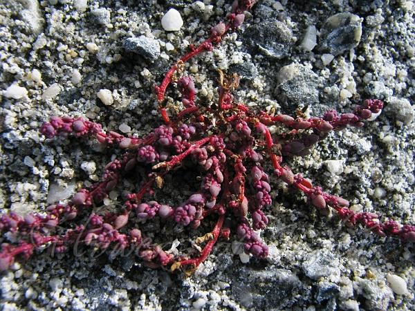 Siberian Seepweed