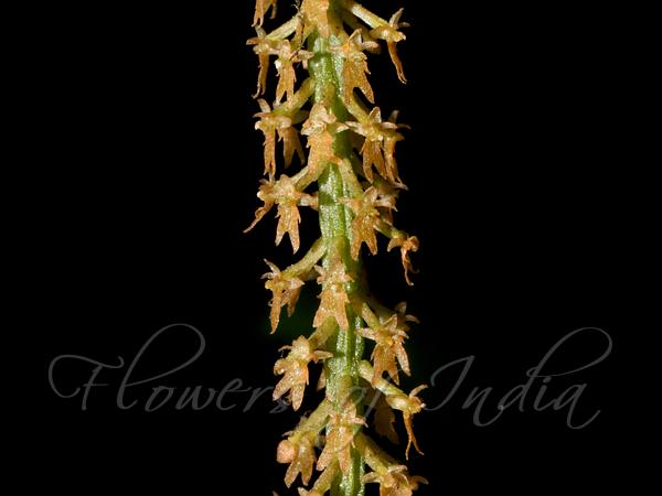 Sickle-Leaf Oberonia