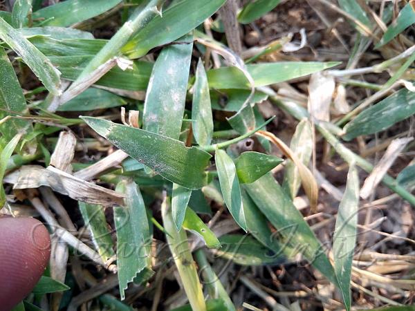 Signal Grass