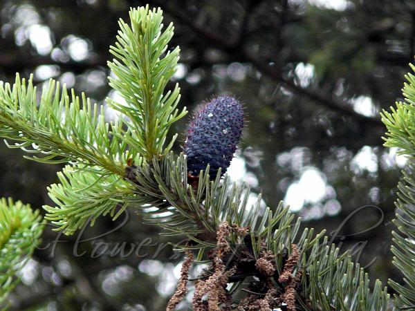 Sikkim Fir