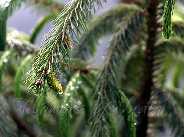 Sikkim Spruce