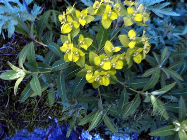 Sikkim Spurge