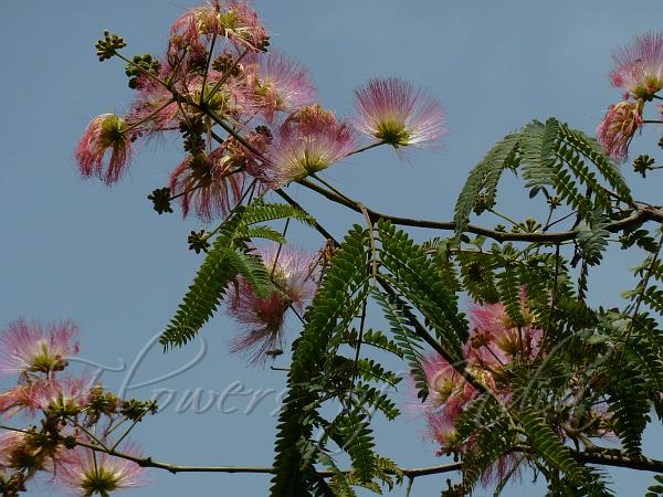Silktree Mimosa