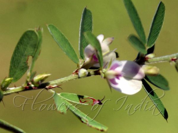 Silky Bush-Clover