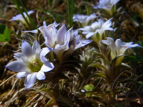 Silvery Gentian