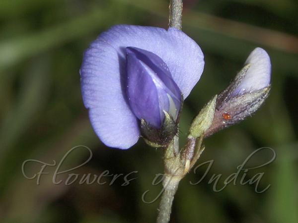 Simple-Leaved Nogra