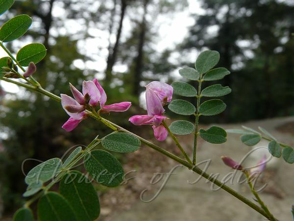Slender Indigo