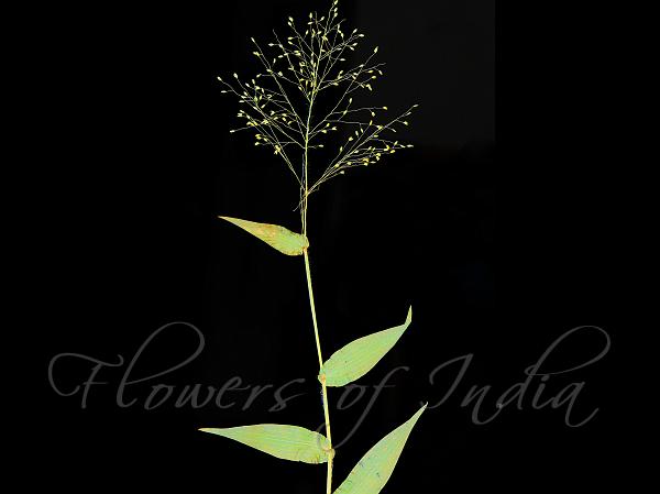 Slender Millet
