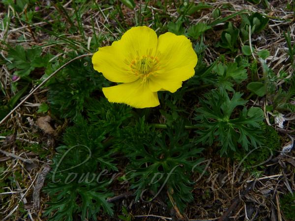 Small Globe Flower
