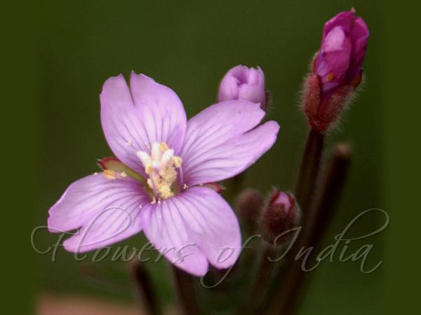 Small-Flowered Willow-Herb