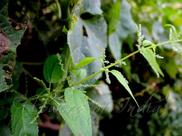 Smallflower Nettle
