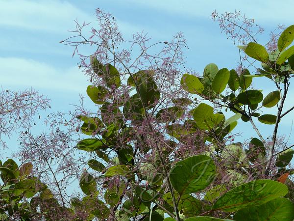 Smoke Tree