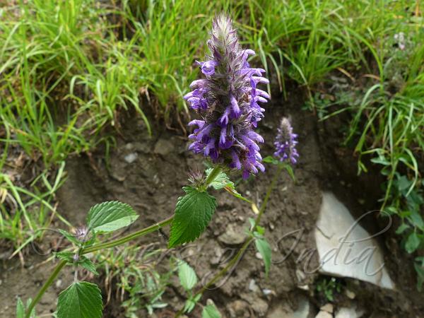 Smooth Catmint