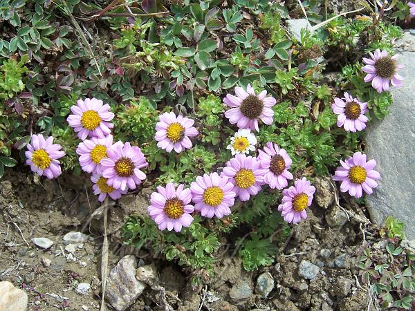 Smooth Ground Daisy