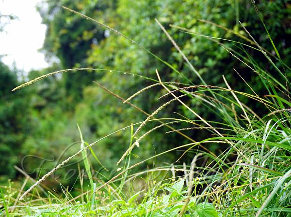 Smut Grass