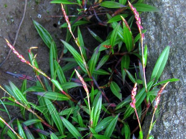 Snow Knotweed
