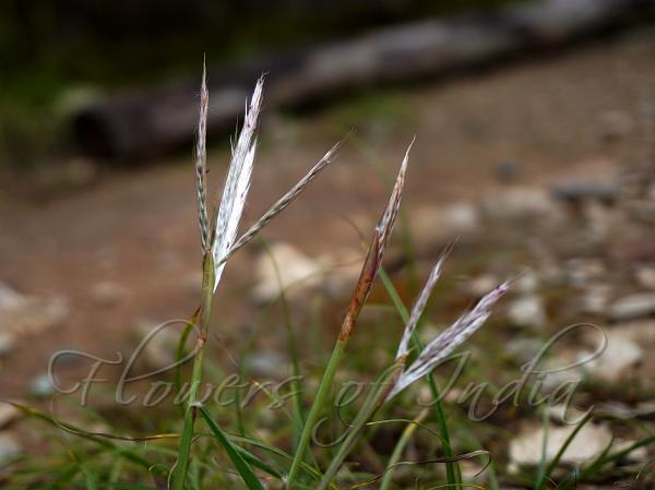 Soft Eulalia Grass