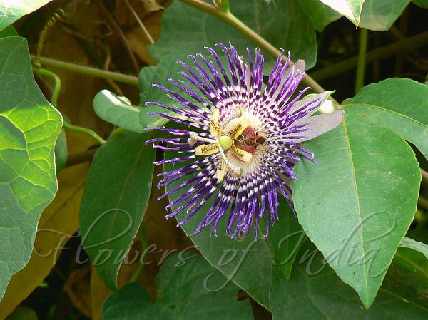 Soi Fah Passion Flower