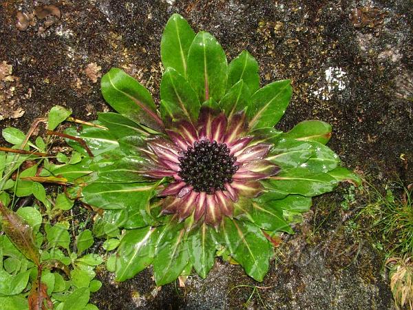 Solar Snow Lotus