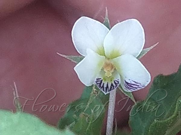 Somali Violet