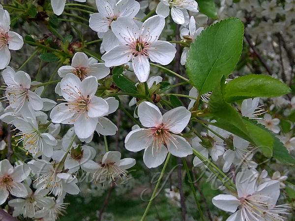 Sour Cherry