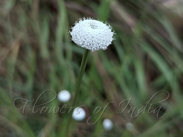 South-Asian Pipewort