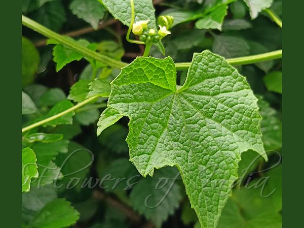 South-Indian Cucamelon