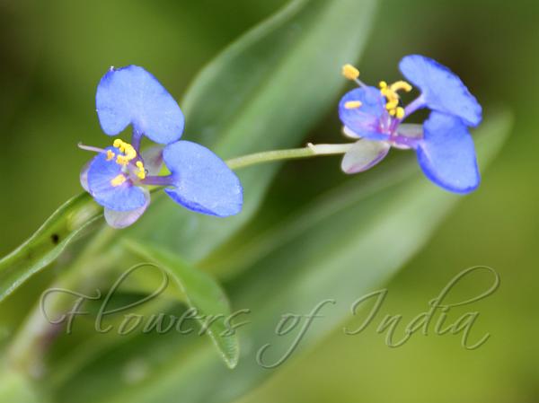 South-Indian Dayflower
