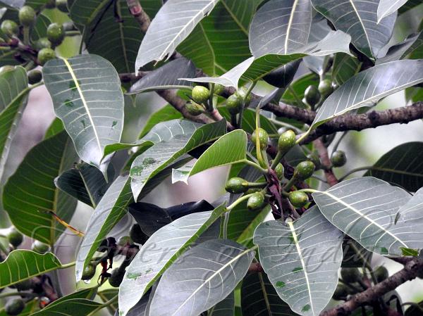 South-Indian Fig