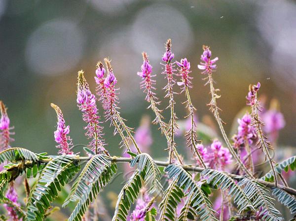 Spike-Flower Indigo