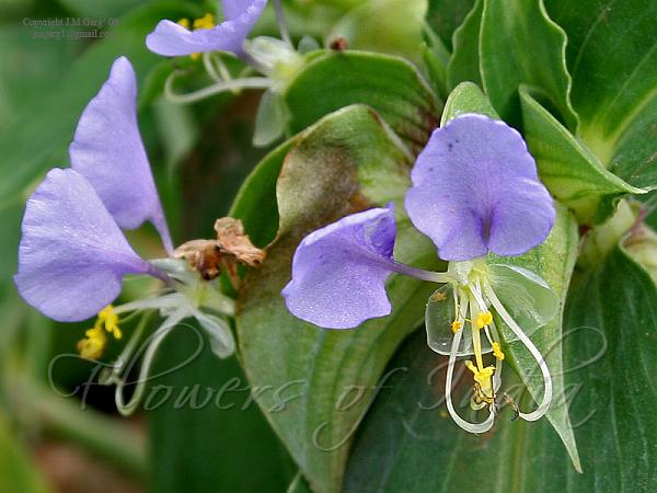 Spotted Dayflower