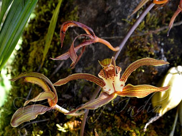 Spotted-Lip Cymbidium