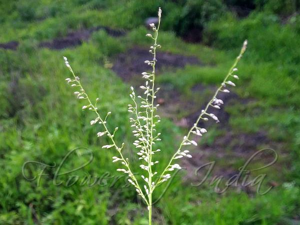 Stalked Crabgrass