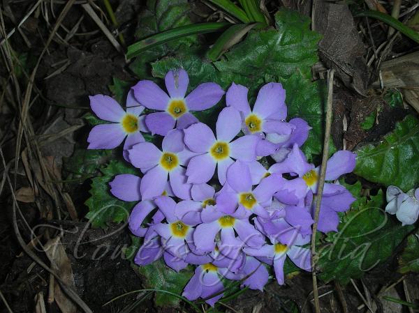 Stalkless Primrose