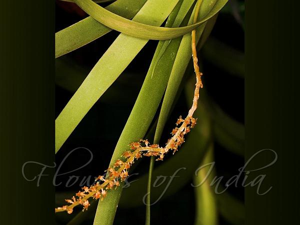Stem-Less Oberonia