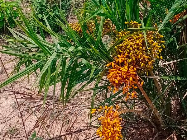 Stemless Date Palm