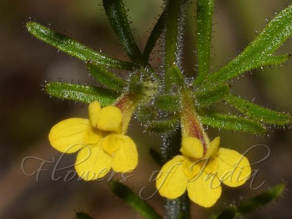 Sticky Eyebright