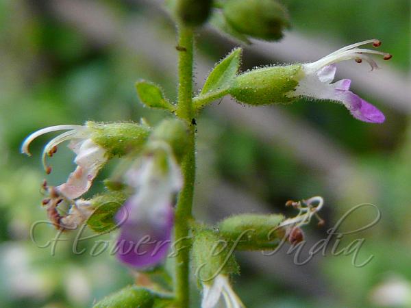 Sticky Germander