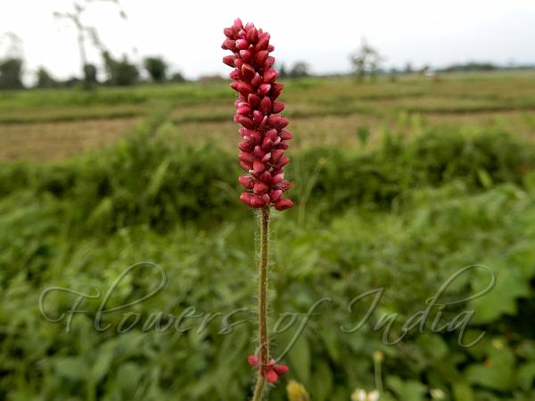 Sticky Knotweed