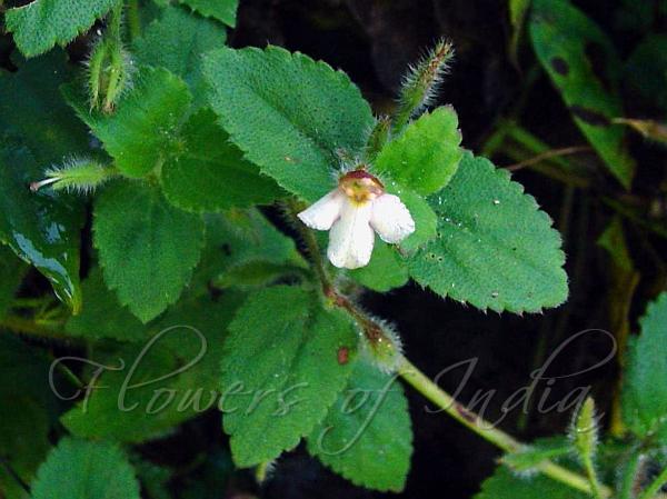 Sticky Lindernia