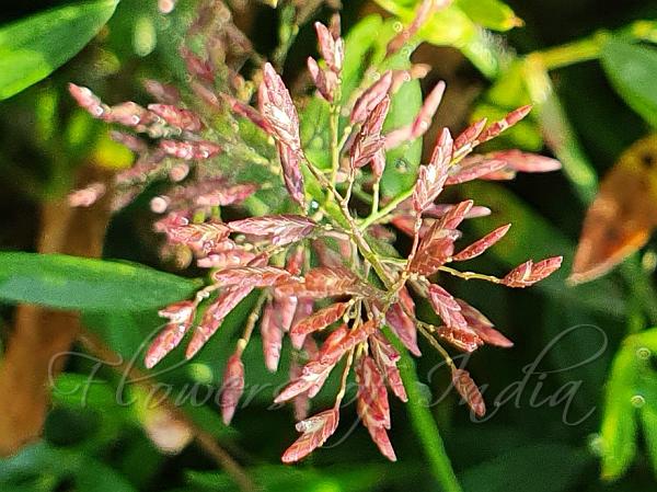 Sticky Lovegrass