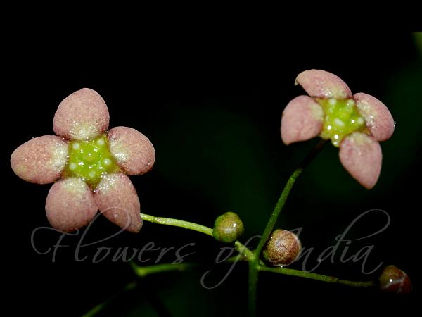 Stiff Spindle Tree