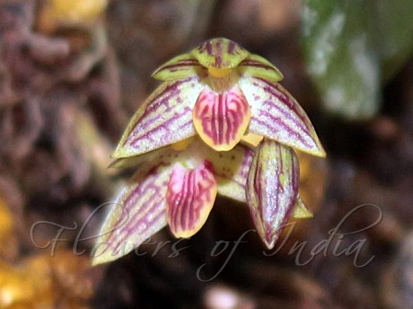 Striped Bulb-Leaf Orchid