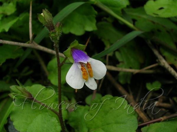 Suckering Mazus